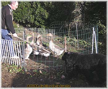 le bouvier des flandres et les oies - Elevage du CLOS DE LA LUETTE - COPYRIGHT DEPOSE